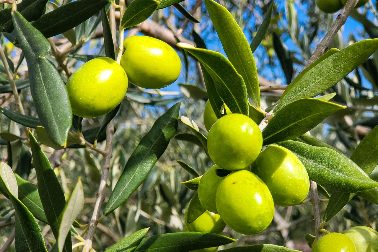 Olives